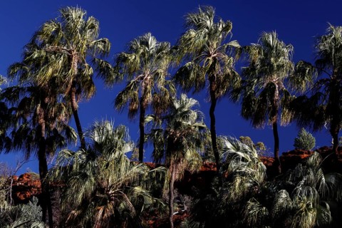 A group of red umbrella palms rise proudly against a deep blue sky, Palm Valley, Northern