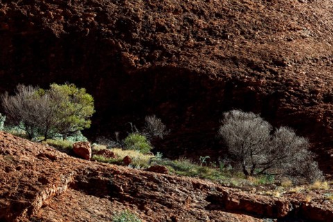 Rugged rocks and sparse vegetation in the Valley of the Winds, Kata Tjuta, Northern Territory,