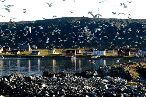 Swarm of kittiwakes over the coastline of Hamningberg, Hamningberg, Finnmark, Norway