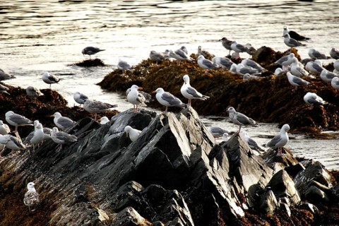Rocks full of kittiwakes on the Hamningberg coast