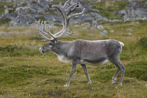 Ren moves across grassy and rocky landscape near Hamningberg, Hamningberg, Norway
