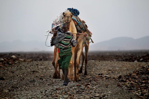 A caravan moves through the bare landscape of Ahmedela, with camels and luggage, Ahmedela, Ethiopia