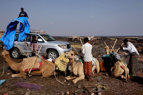Unloading a camel caravan next to a land cruiser in the desert, Dodom, Erta Ale, Ethiopia