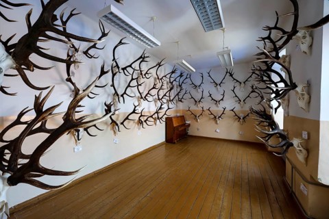Raudonn castle room with numerous deer antlers on the walls, Raudonn, Lithuania