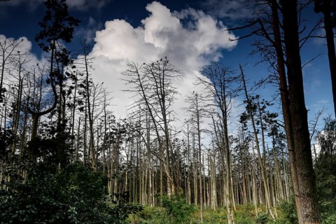 Dead trees in the Juodkrante cormorant colony against a cloudy sky, Juodkrante, Lithuania