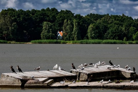 Birds on a wooden walkway in the lagoon near Pervalka, surrounded by cloudy sky, Pervalka,