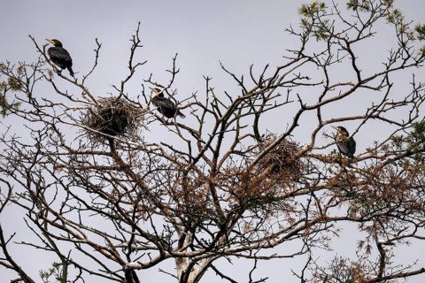 Cormorants in their nests on bare branches of a large treetop, Juodkrante, Klaipeda, Lithuania