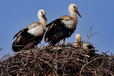 Storks nest in a large nest surrounded by clear blue sky, Siauliai, Lithuania