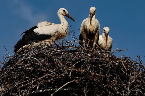Storks nesting against a blue sky near Seredzius, Seredzius, Jurbarko rajono Savivaldybe, Lithuania