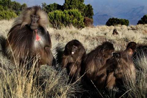 Gelada monkey family sitting in a meadow in a mountainous area, zero