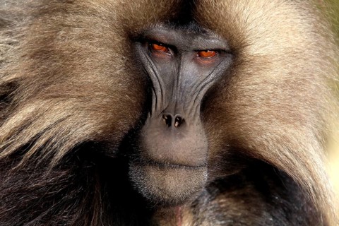 Close-up of a Gelada monkey with expressive face and brown fur, zero