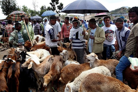 Market activity in Lalibela with people trading livestock under umbrellas, Lalibela, zero, Ethiopia