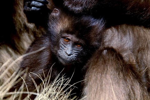 Gelada monkey young animal snuggling up in a group in a meadow, zero