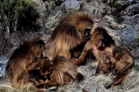 Interactive group of Gelada monkeys in a meadow, zero