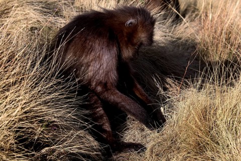 A resting gelada monkey amidst thick clumps of grass in Semien National Park, Semien Mountain