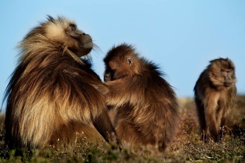A group of gelada monkeys reunited in Semien National Park, Semien Mountain National Park, Ethiopia