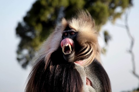 The Gelada monkey shows an intense facial expression in Semien National Park, Semien Mountain