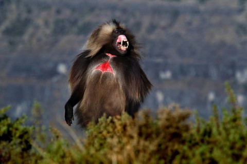 A calling gelada monkey stands out in front of a vast landscape, Semien Mountain National Park,