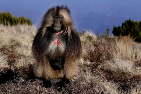 A gelada monkey stands proudly in the countryside of Semien Mountain National Park, Semien Mountain