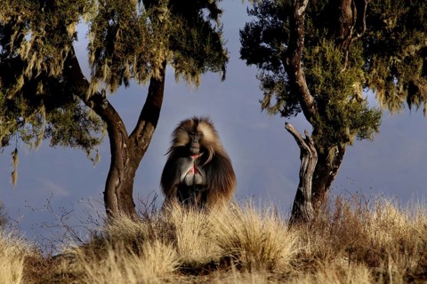A gelada monkey sits among trees in Semien Mountain National Park, Semien Mountain National Park,