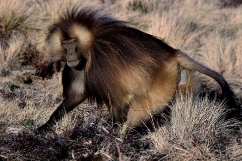 A gelada monkey moves through the grasses of Semien Mountain National Park, Semien Mountain