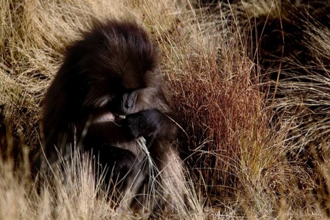 Gelada monkey well camouflaged in tall grass with brown fur, zero