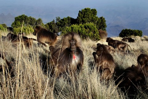 Group of Gelada monkeys in a mountainous landscape in a meadow, zero
