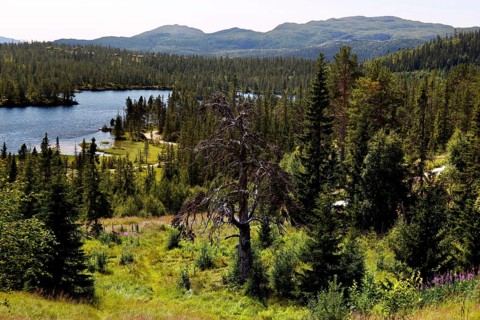 Wide landscape of Telemark with lakes and dense forests in Hardangervidda, Telemark, Norway