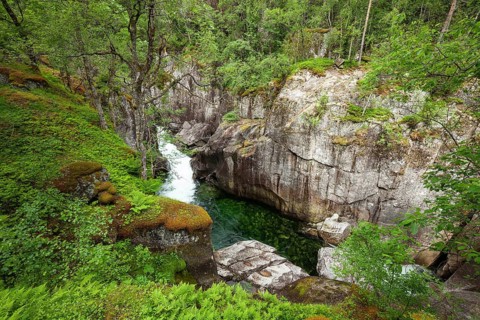 Emerald clear water flowing through a lush gorge with ferns and trees. Summer, canyon (Fauces),