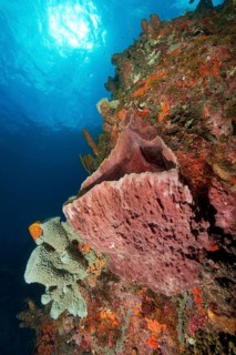 Underwater photo Large sponges (Porifera) growing on steep wall drop off in Caribbean Sea,