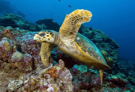 Underwater photo Hawksbill sea turtle (Eretmochelys imbricata) swimming through coral reef, Port