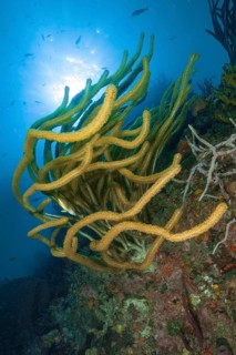 Underwater photo backlit photograph of Caribbean horn coral (Eunicea) gorgonian, Caribbean Sea,