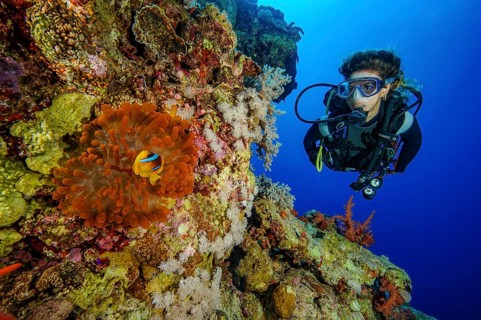 Underwater photo Diver looking at Red Sea anemonefish (Amphiprion bicinctus) lives in symbiosis