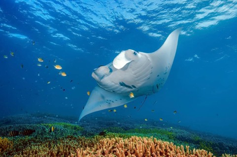 Underwater photo of Reef Manta (Mobula alfredi) Manta, devil ray, winged ray, plankton eater,
