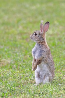 Wild rabbit (Oryctolagus cuniculus), sitting in a meadow, making mate, erect, fully grown, alert,