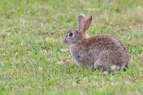 Wild rabbit (Oryctolagus cuniculus), sitting in a meadow, adult, alert, wildlife, animals, rodent,