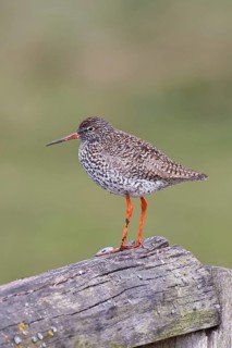 Redshank (Tringa totanus) standing on a pasture fence post, snipe bird, spring, wildlife, Hüde,