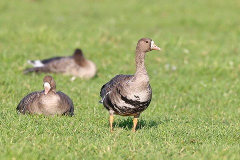 White-fronted geese (Anser albifrons), in a meadow in the wintering area, Wildlife, Bislicher Insel