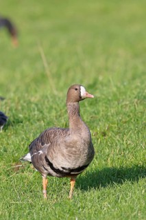White-fronted goose (Anser albifrons), standing in a meadow in the wintering area, wildlife,