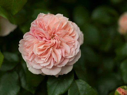 English rose flower, beetrose, local garden, East Frisia, Germany