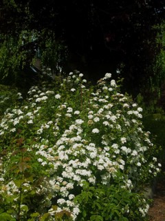 Ornamental shrubs (Spiraea vanhouttei), garden, very beautiful flowers, plant, planted in a group,