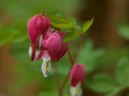 Watering heart (Lamprocapnos spectabilis), heart flower, perennial plant, spring-flowering plant,