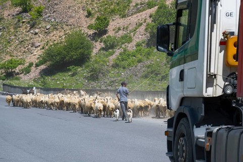 Shepherd leads a flock of sheep along a road, a truck passes by, green hills in the background,