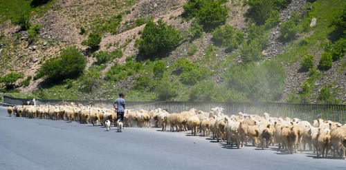 Shepherd drives a large flock of sheep along a road through a green landscape, Kvemo Mleta,