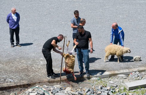 Men work on a sheep slaughtering on a rocky ground, bloody spots concentric, slaughter of sheep,