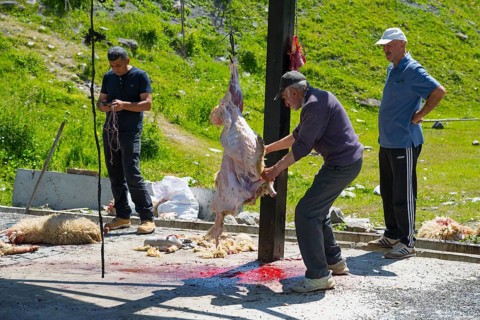 Men slaughtering outdoors, a sheep lying bloody on the ground, rural environment, slaughtering of