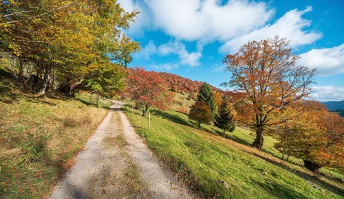 Hiking trail on Schauinsland, dirt road through meadows with old beech trees in full autumn colors,