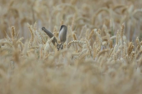 European brown hare (Lepus europaeus) adult animal in a farmland wheat field in summer, England,