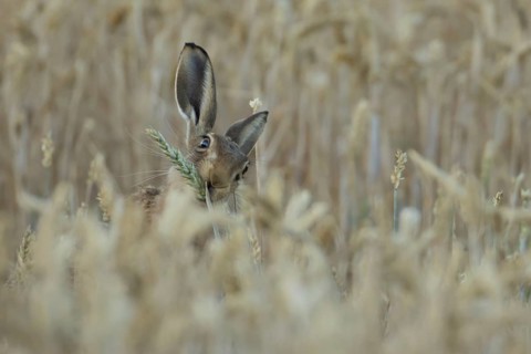 European brown hare (Lepus europaeus) adult animal eating a wheat plant seedhead in a farmland