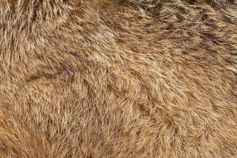 European brown hare (Lepus europaeus) adult animal close up of its body fur, England, United